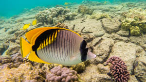Some of the best snorkeling on the island is just north of the condo.