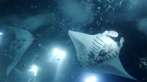 The manta night dive just off shore from the Kona airport is a truly amazing experience. We highly recommend it.