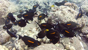 Large schools of tropical fish are common making the nearby Kahaluu State Park an excellent place for even novice snorkelers.